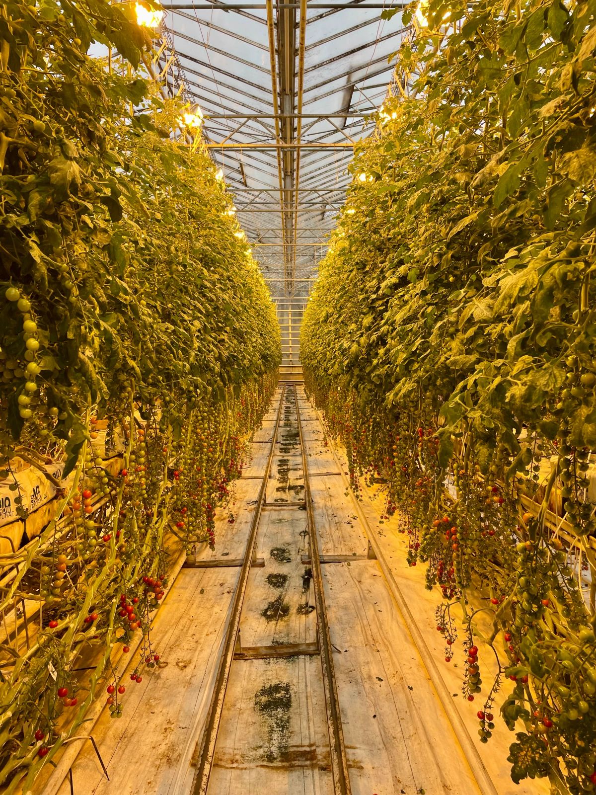 Granja y Restaurante de Tomates Friðheimar in south-iceland — photo 1