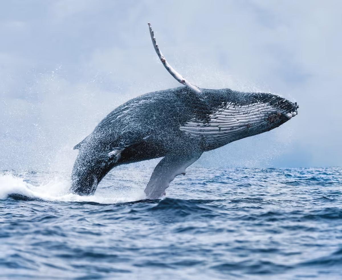 Whale Watching