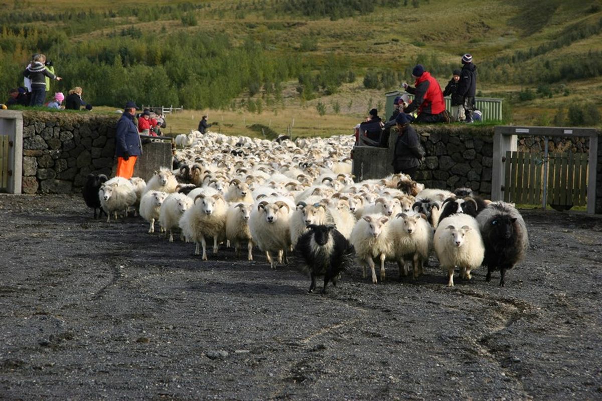 Skaftholtsréttir in south-iceland — photo 2