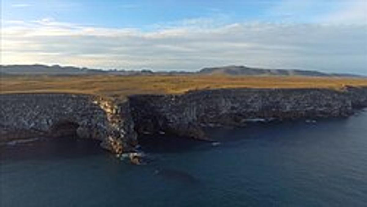 Krýsuvíkurbjarg Sea Bird Cliffs in reykjanes