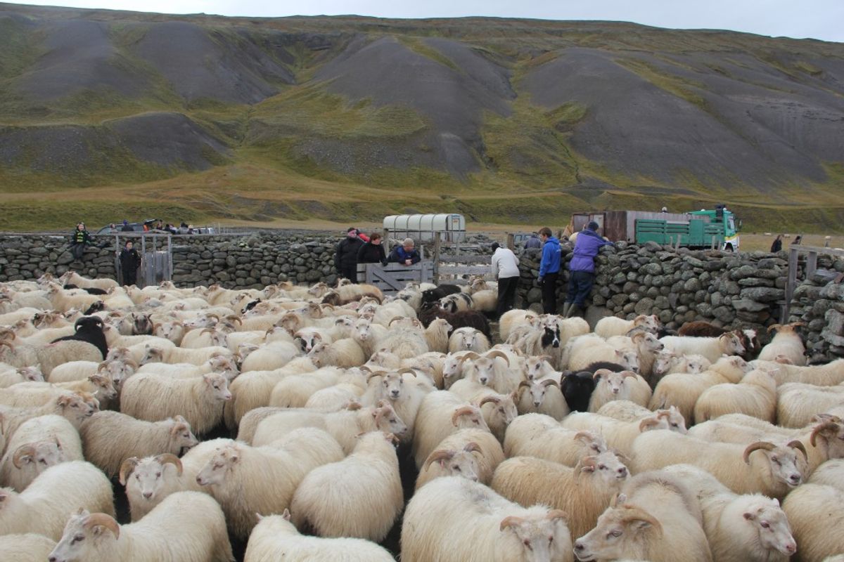 Hlíðarrétt in north-iceland — photo 2