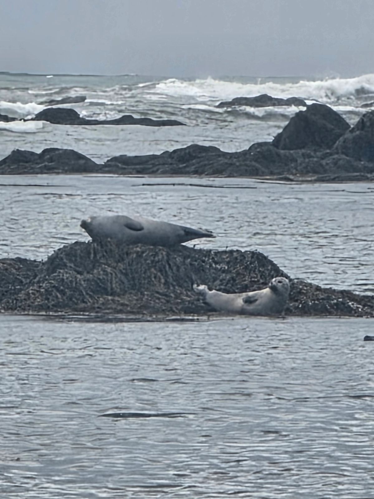 伊特里通加——斯奈菲尔斯内斯海豹滩 in snaefellsnes — photo 5