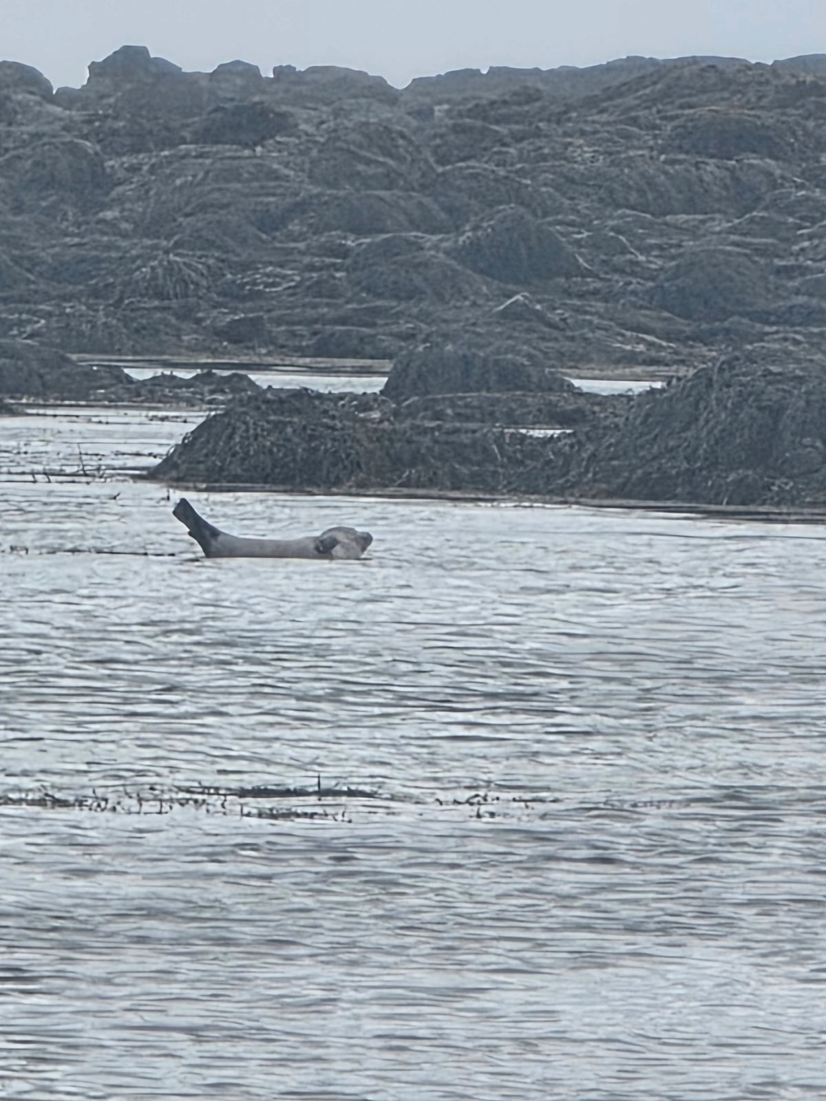 伊特里通加——斯奈菲尔斯内斯海豹滩 in snaefellsnes — photo 2