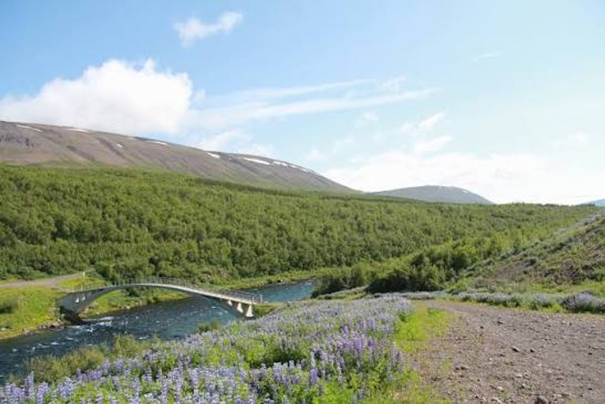 瓦格拉斯森林 in north-iceland — photo 1