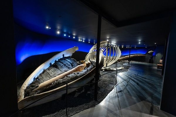 Husavík Whale Museum