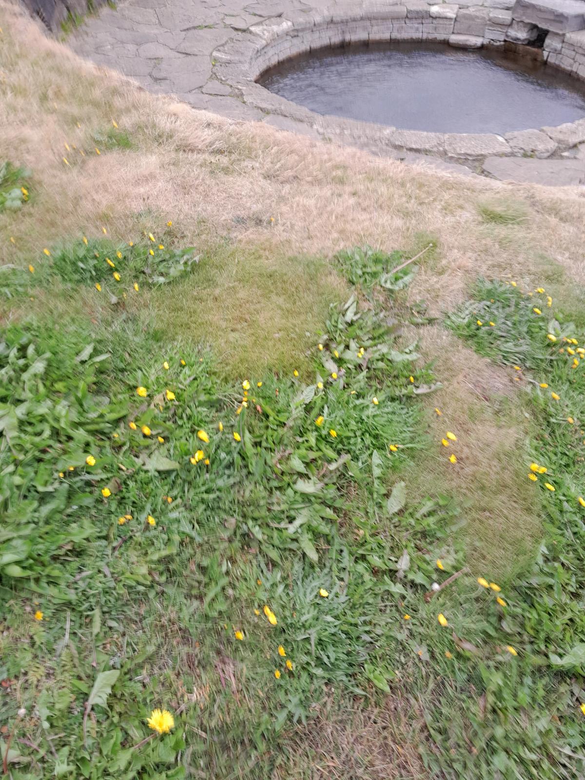 Snorralaug
