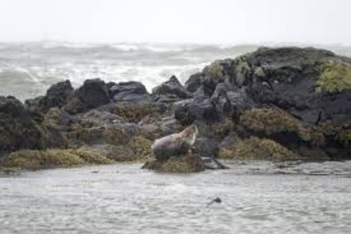 Ytri Tunga Seal Beach