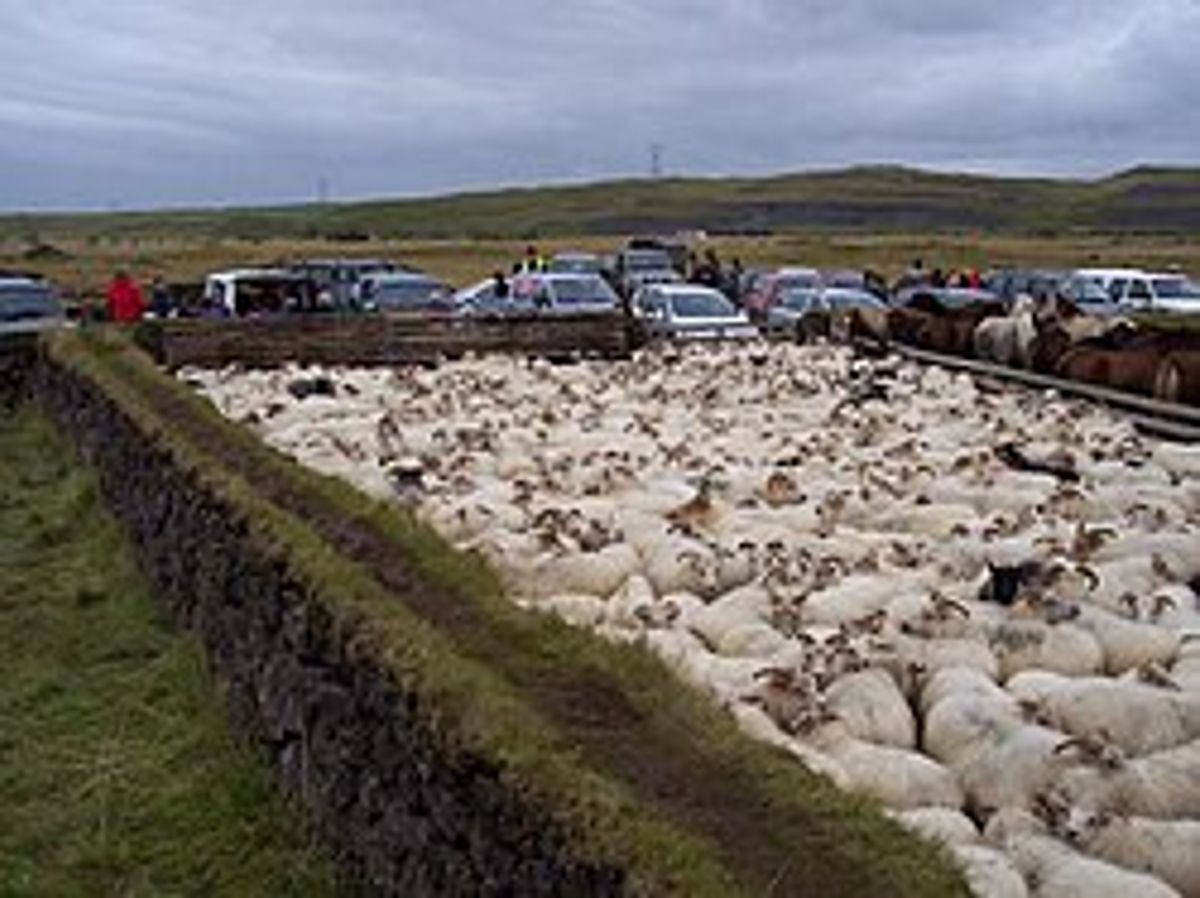 Skaftholtsréttir in south-iceland — photo 3