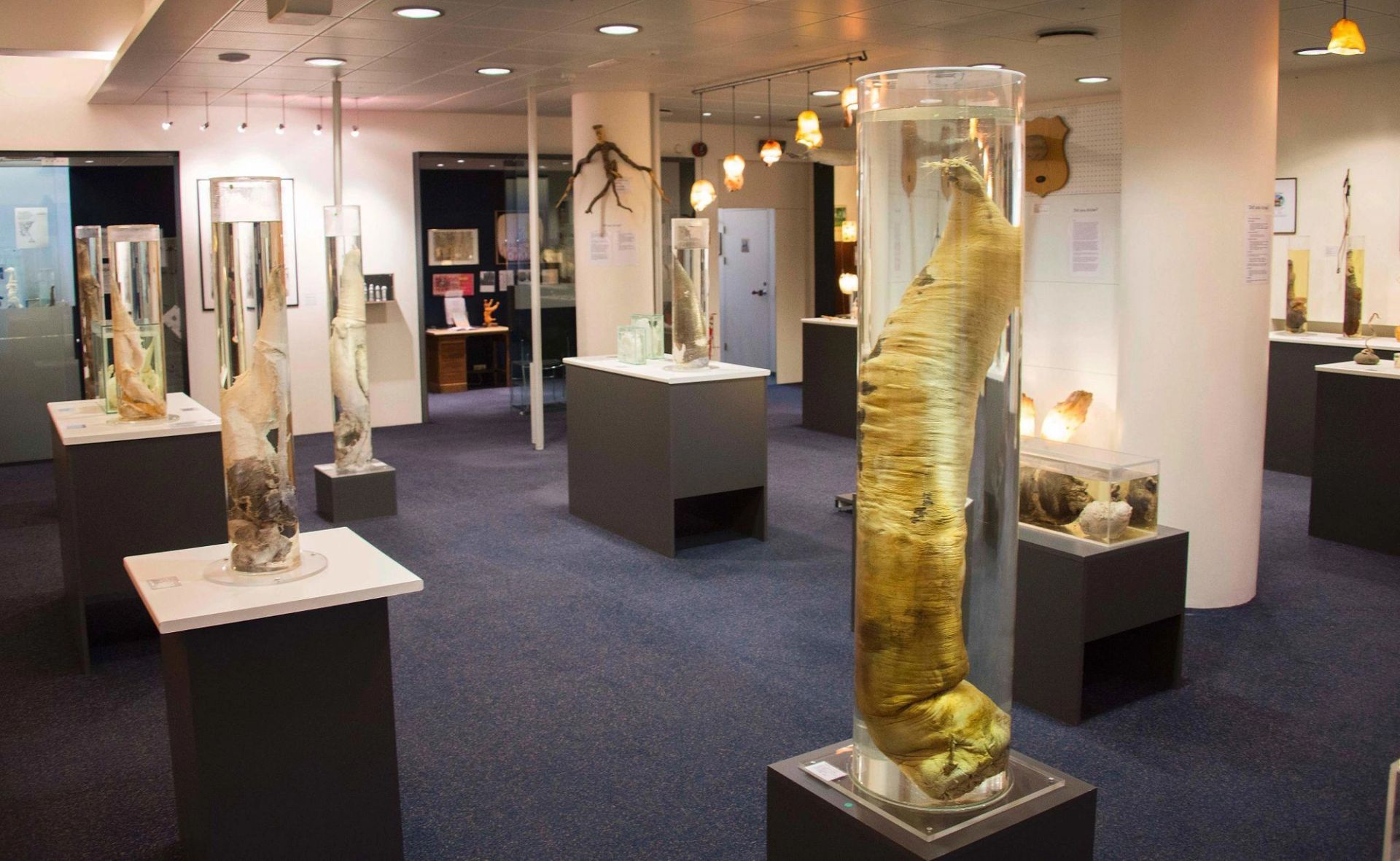 Icelandic Phallological Museum (Reykjavík)