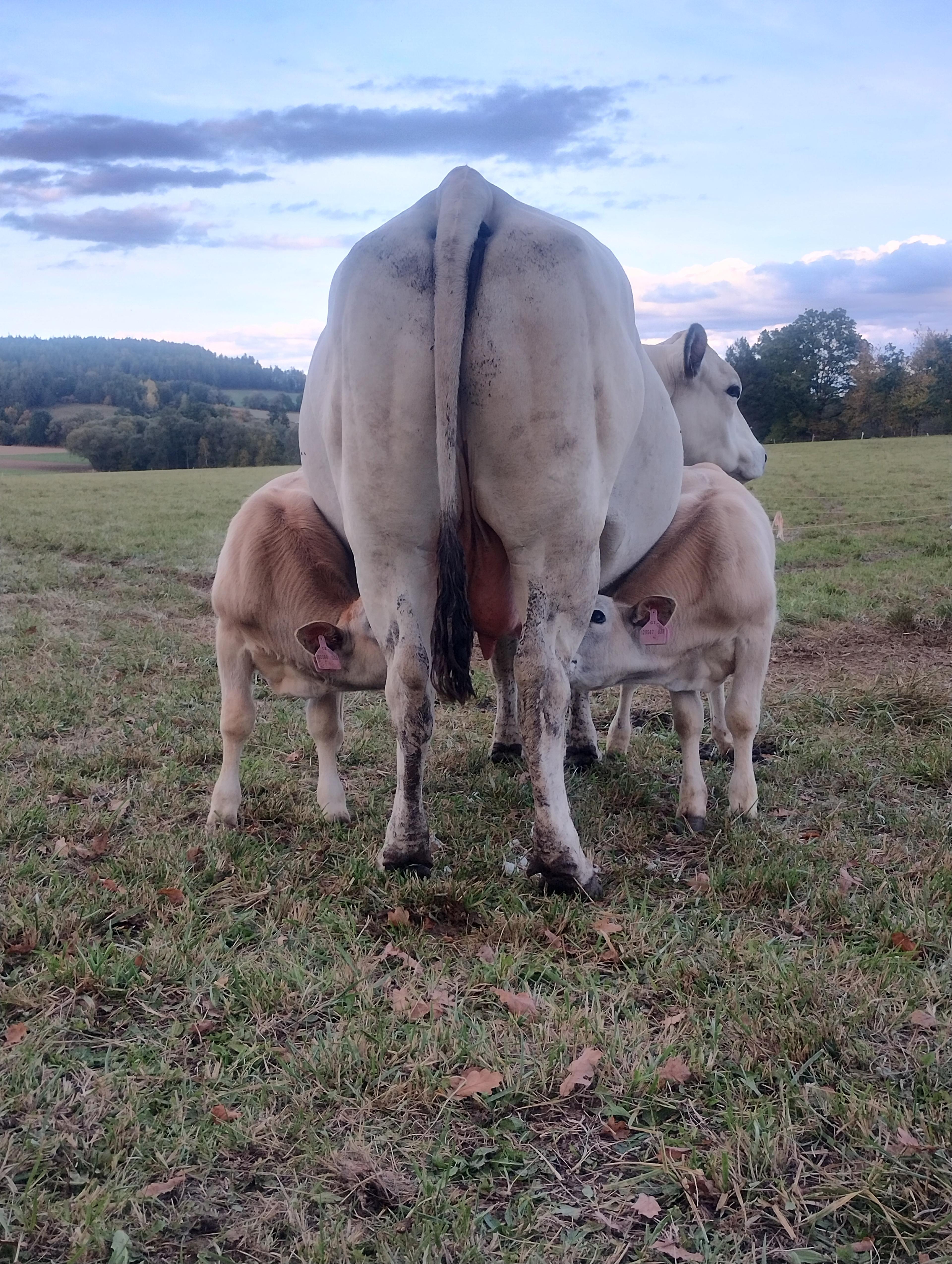 Čistokrevný chov s respektem k přírodě