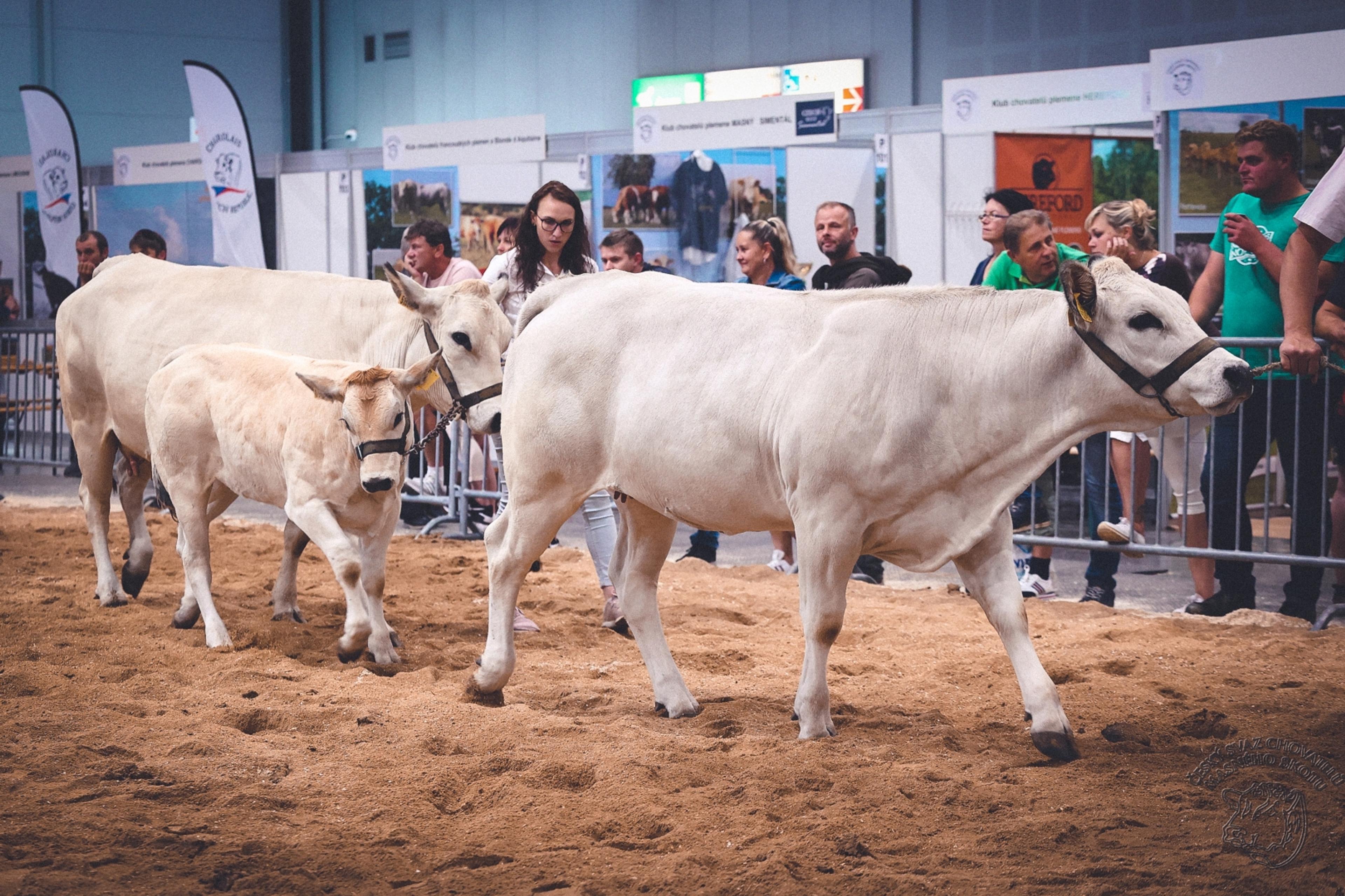Piemontese býk - vzhled a zbarvení