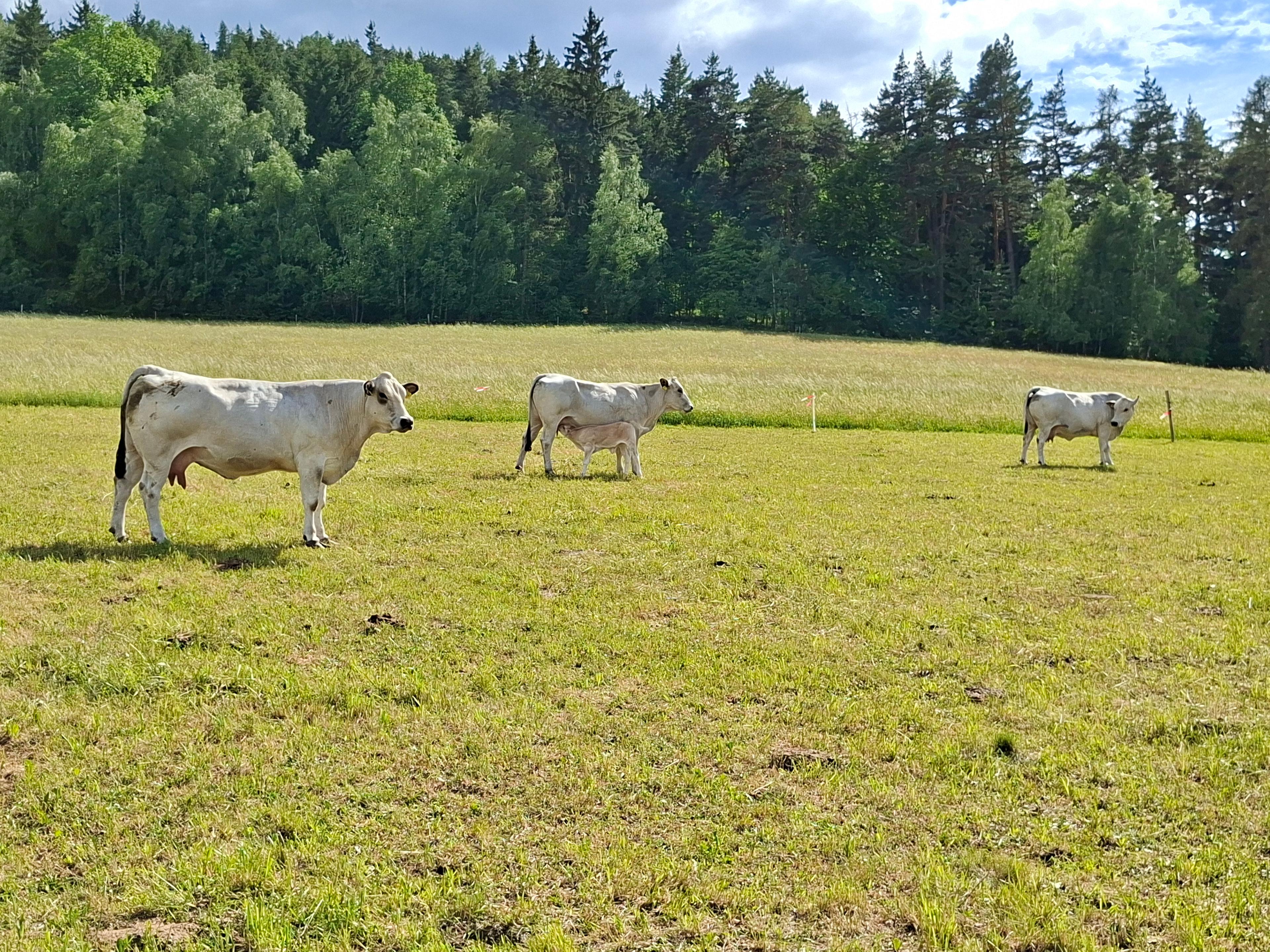 Pastva