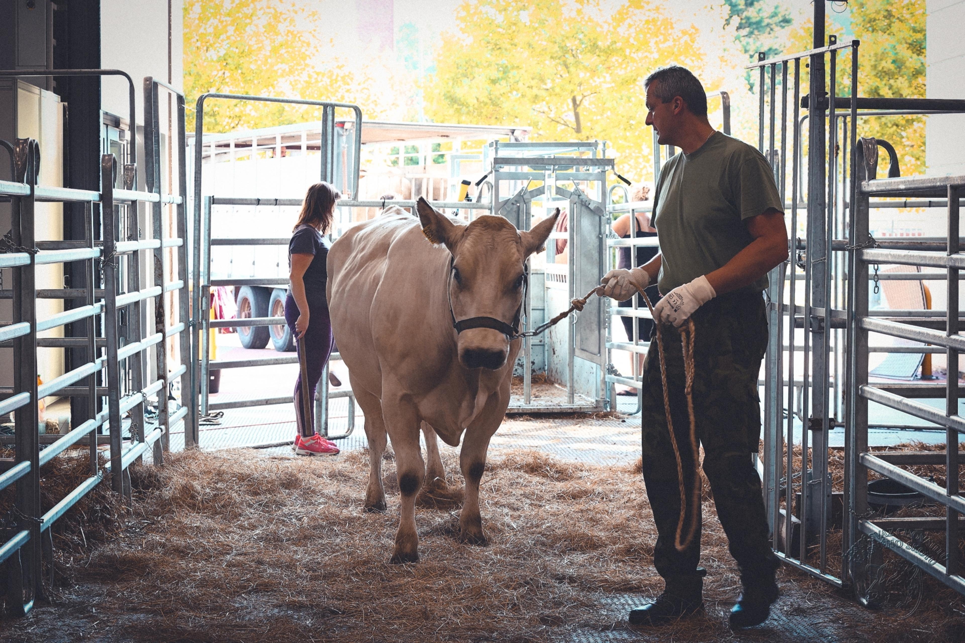 Národní výstava hospodářských zvířat Brno 2021