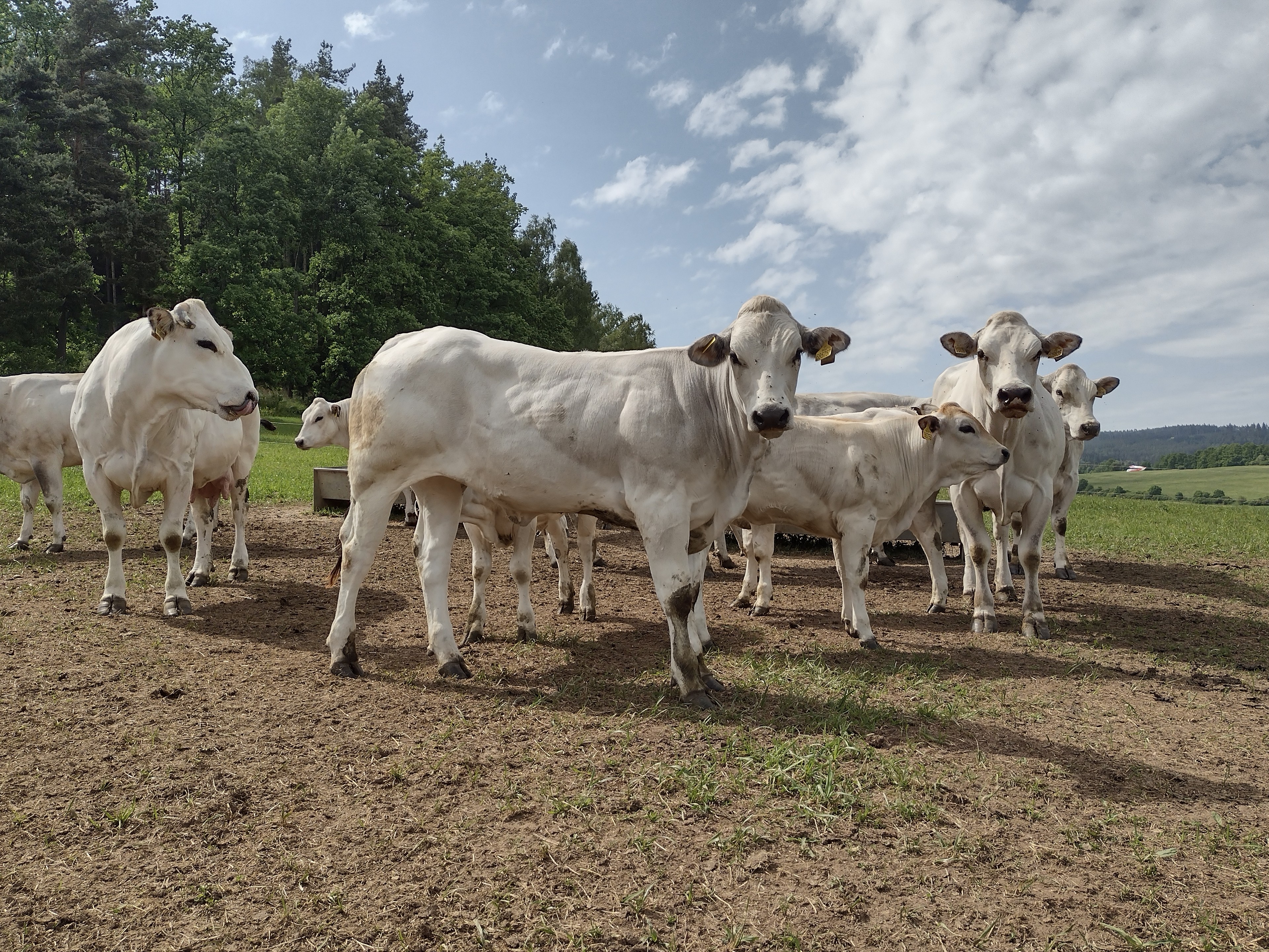 Piemonti z Pošumaví