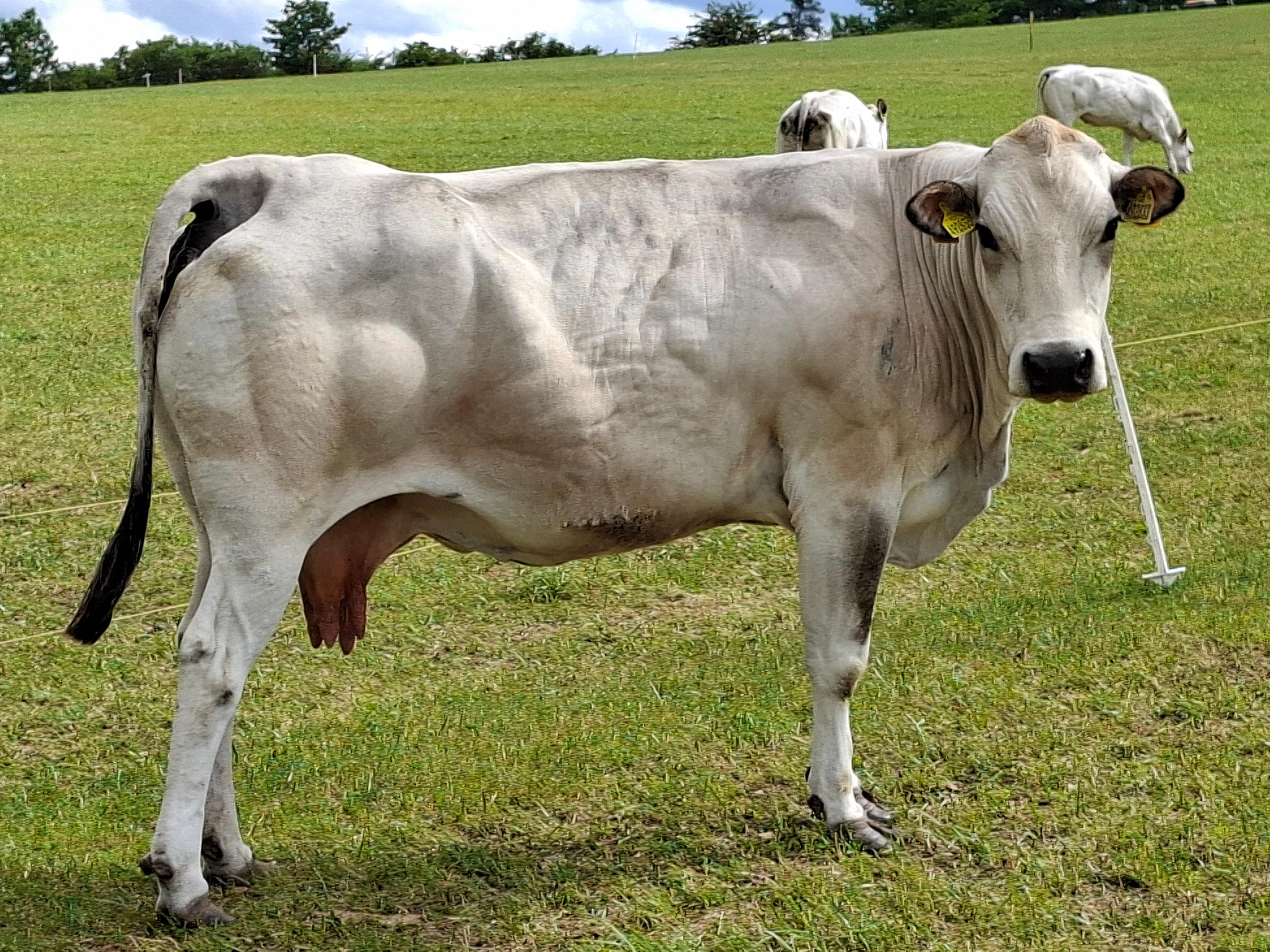 Julča