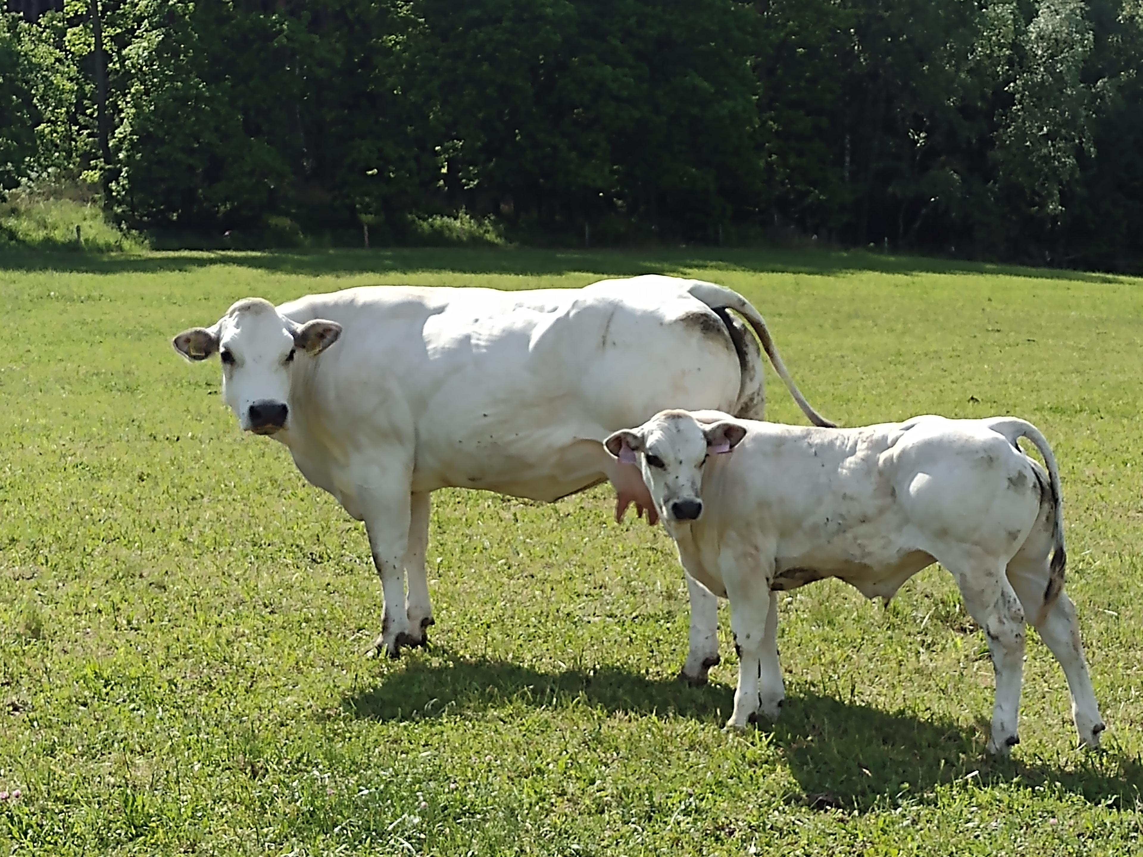Piemontese býk - vzhled a zbarvení