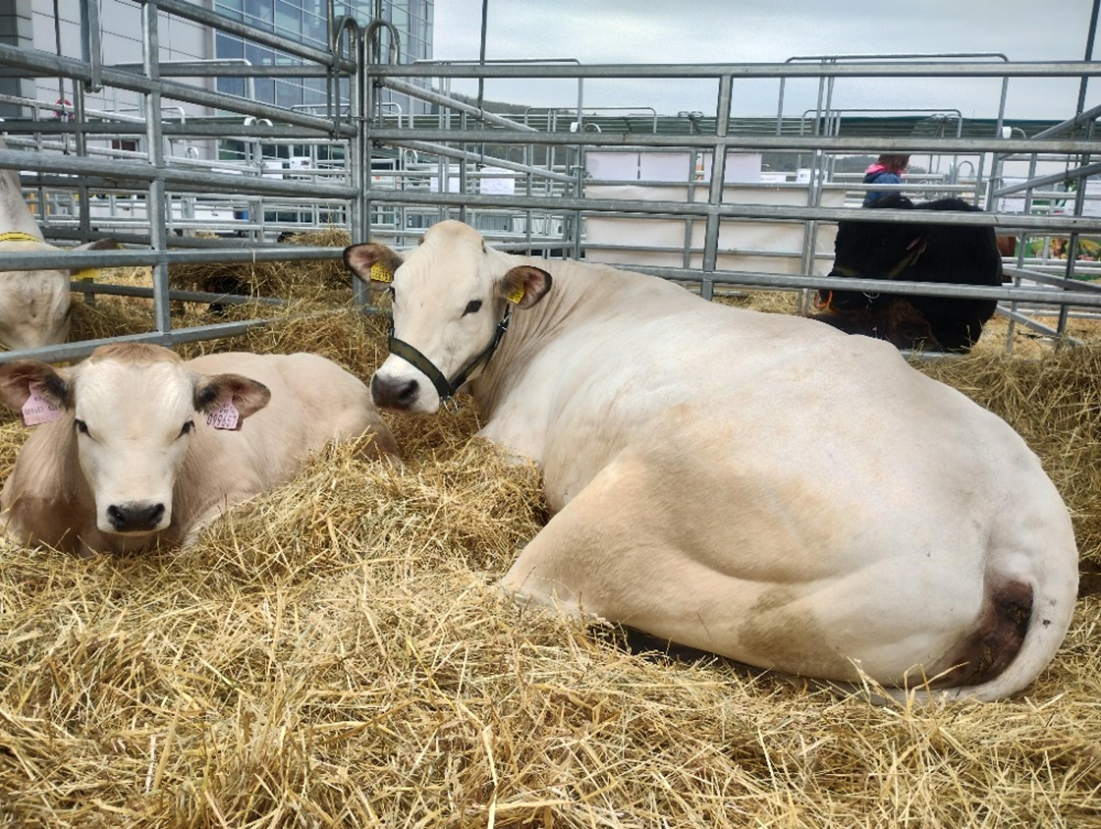 Měníme pohled na moderní chov