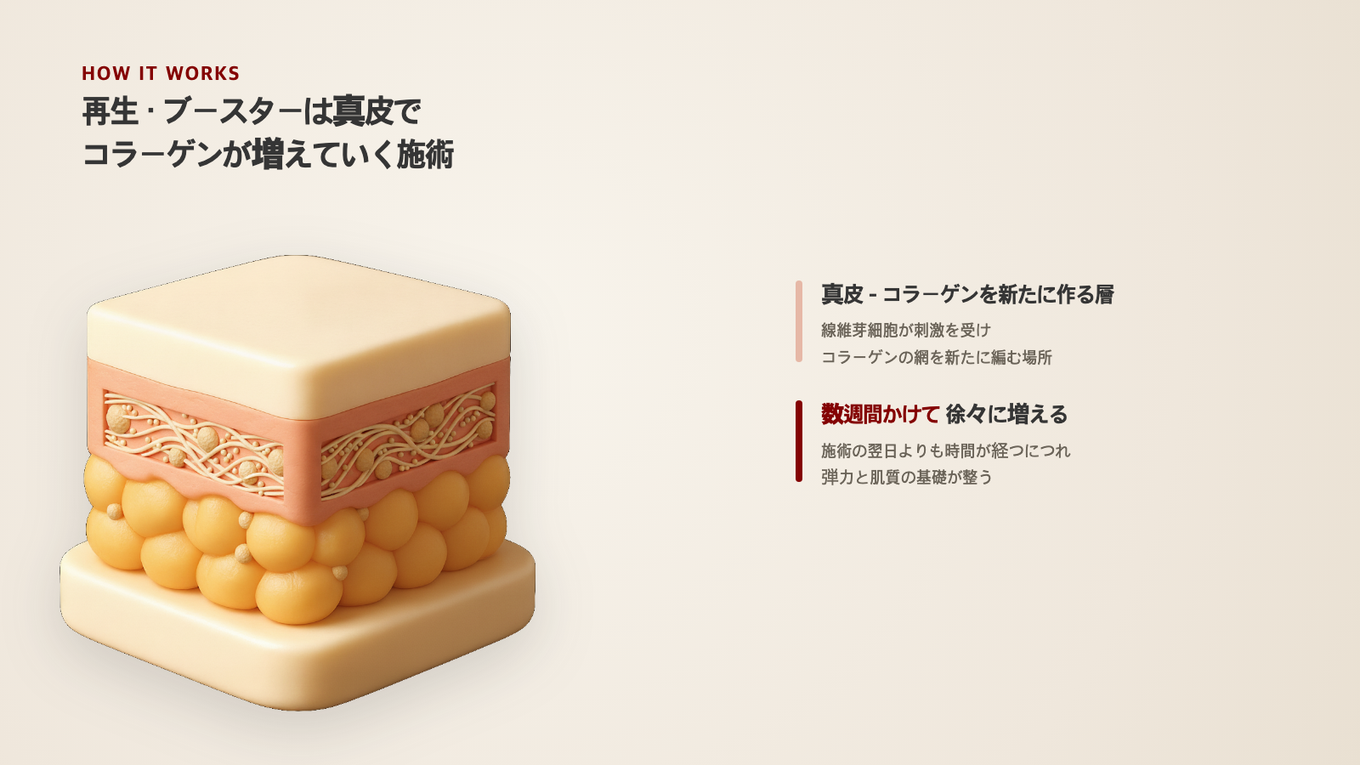 真皮の線維芽細胞が時間をかけてコラーゲンを新たに作り、弾力の基礎を整える