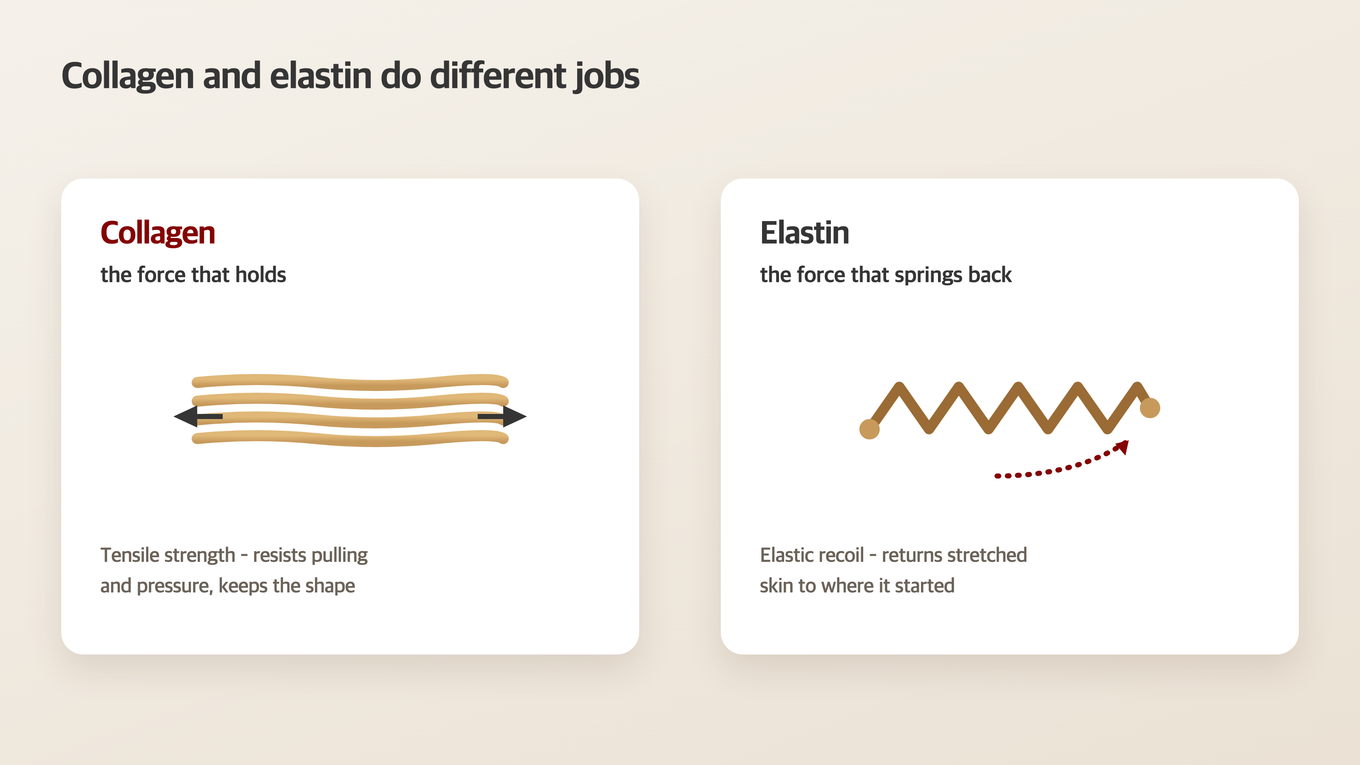 Role Difference between Collagen and Elastin