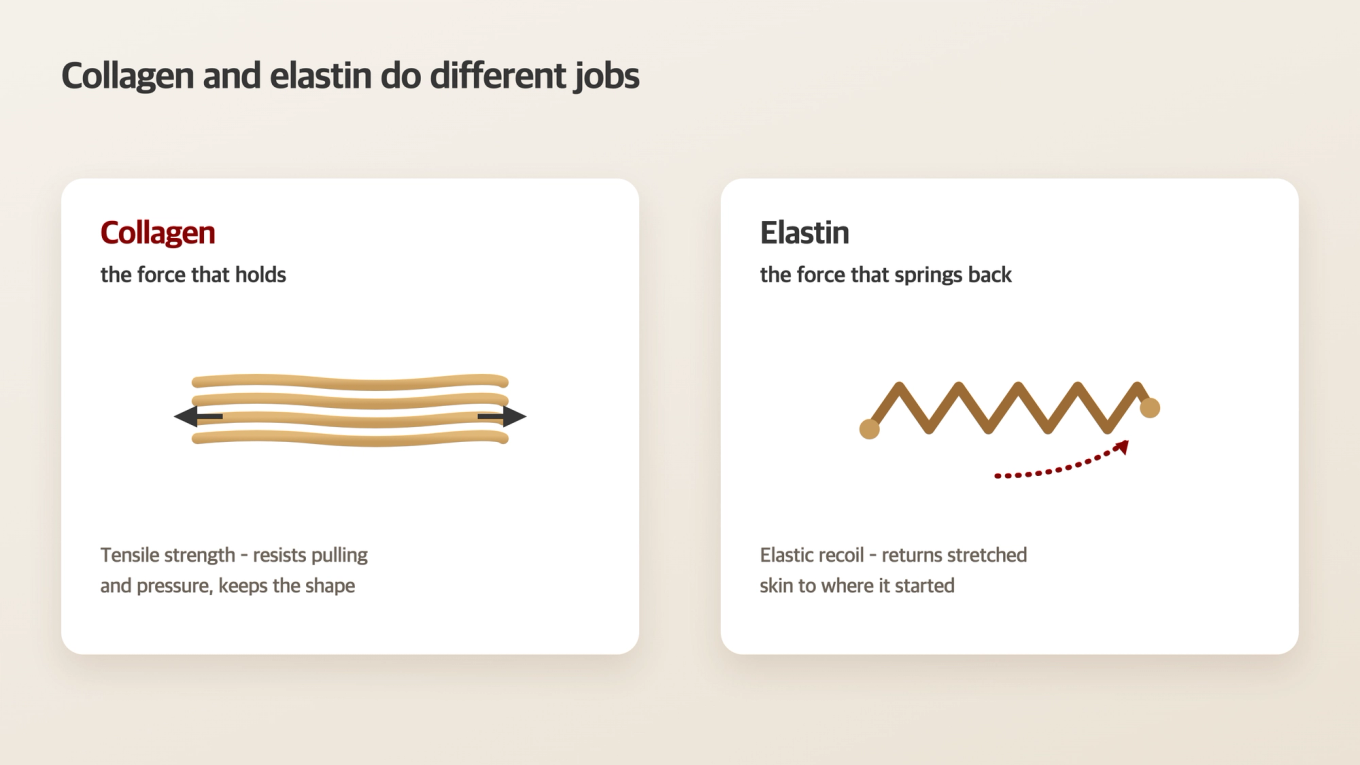 Role Difference between Collagen and Elastin