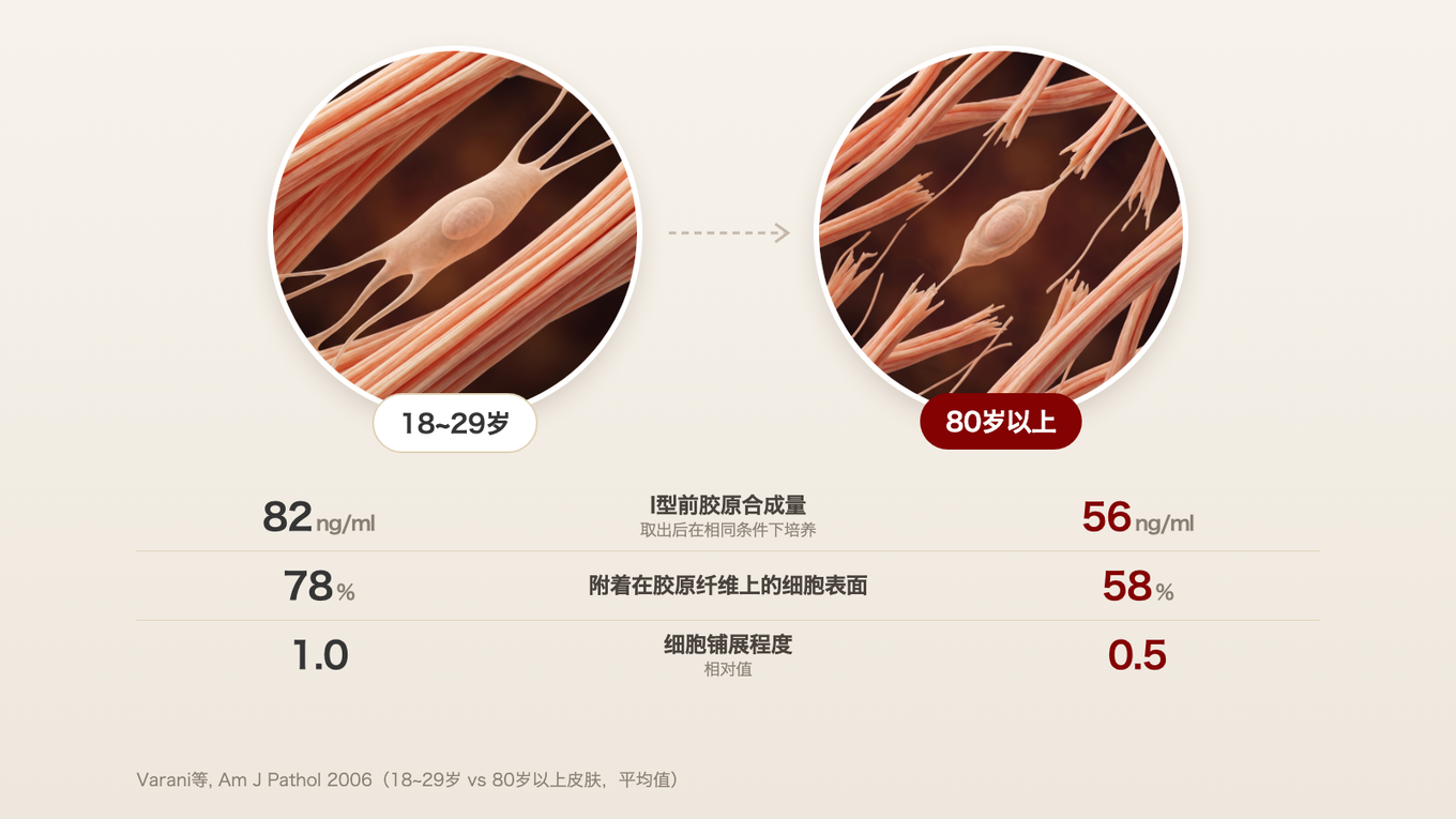 18~29岁皮肤中的成纤维细胞铺展附着在紧绷的胶原上，80岁以上皮肤中的成纤维细胞则在断裂的胶原之间缩成一小团