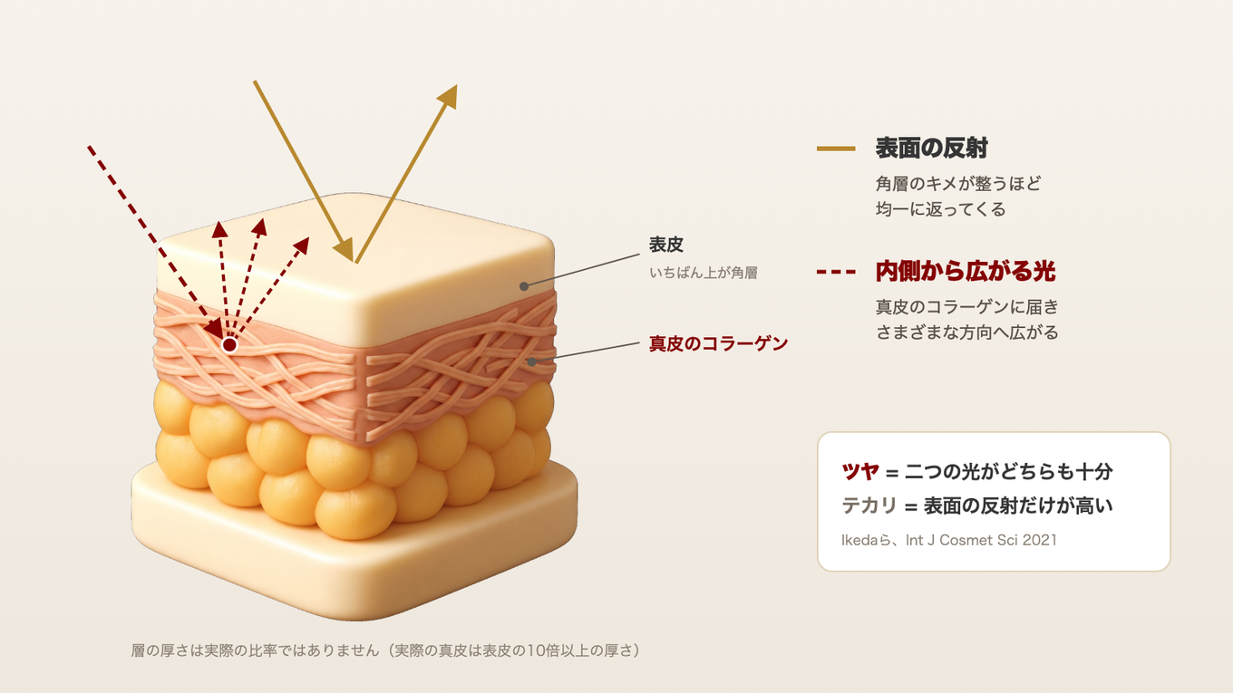 角層のキメが整っていると表面の反射が均一に返り、真皮のコラーゲンに届いた光は内側から均一に広がって出てくる