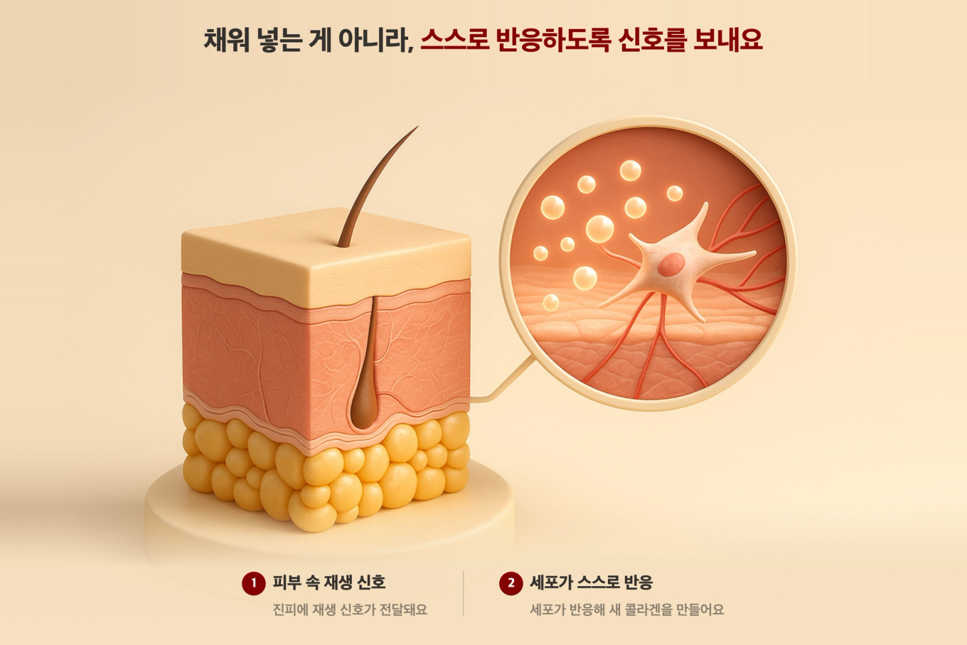피부 단면 모형과 확대 콜아웃으로 진피에 전달된 재생 신호에 세포가 반응해 콜라겐을 만드는 원리를 보여주는 사실적 3D 의료 도식