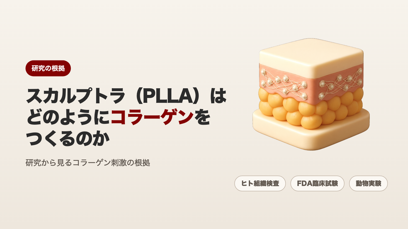 スカルプトラ（PLLA）はどのようにコラーゲンをつくるのか - 研究から見るコラーゲン刺激の根拠