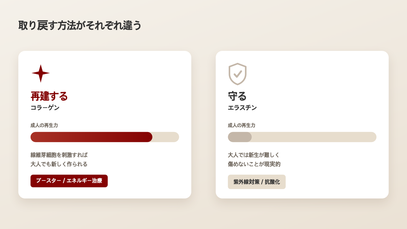 コラーゲンは刺激して再生し、エラスチンは守る方法が異なる比較