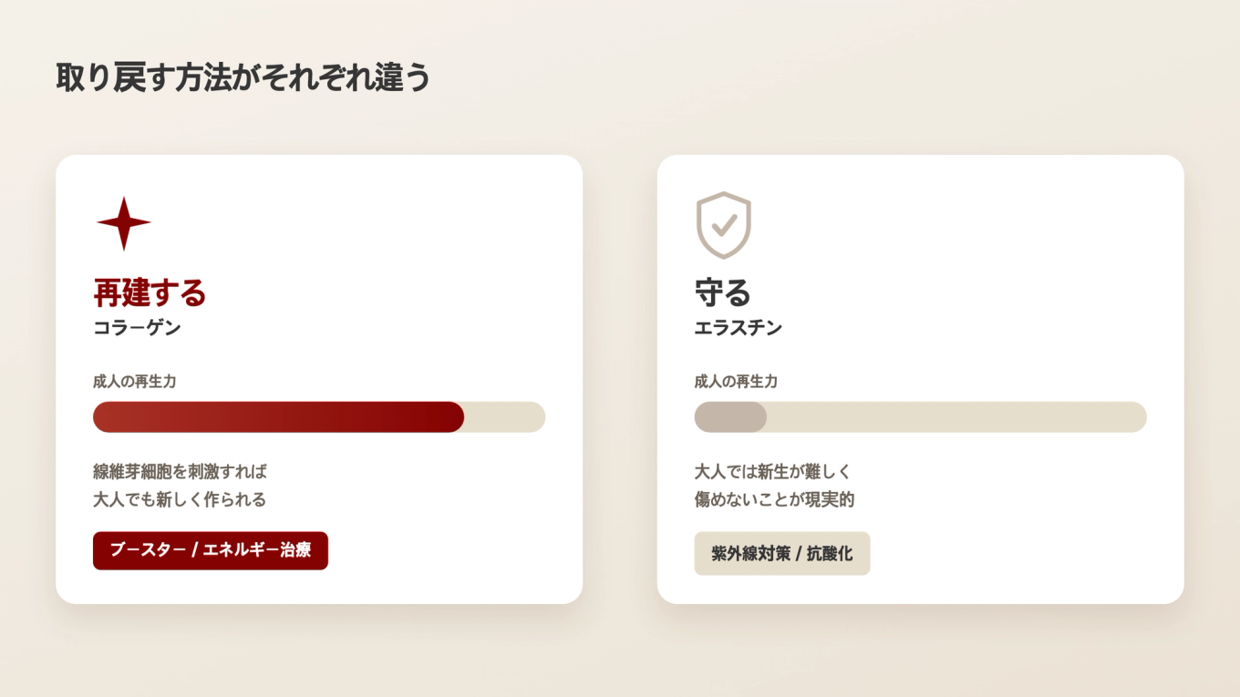 コラーゲンは刺激して再生し、エラスチンは守る方法が異なる比較