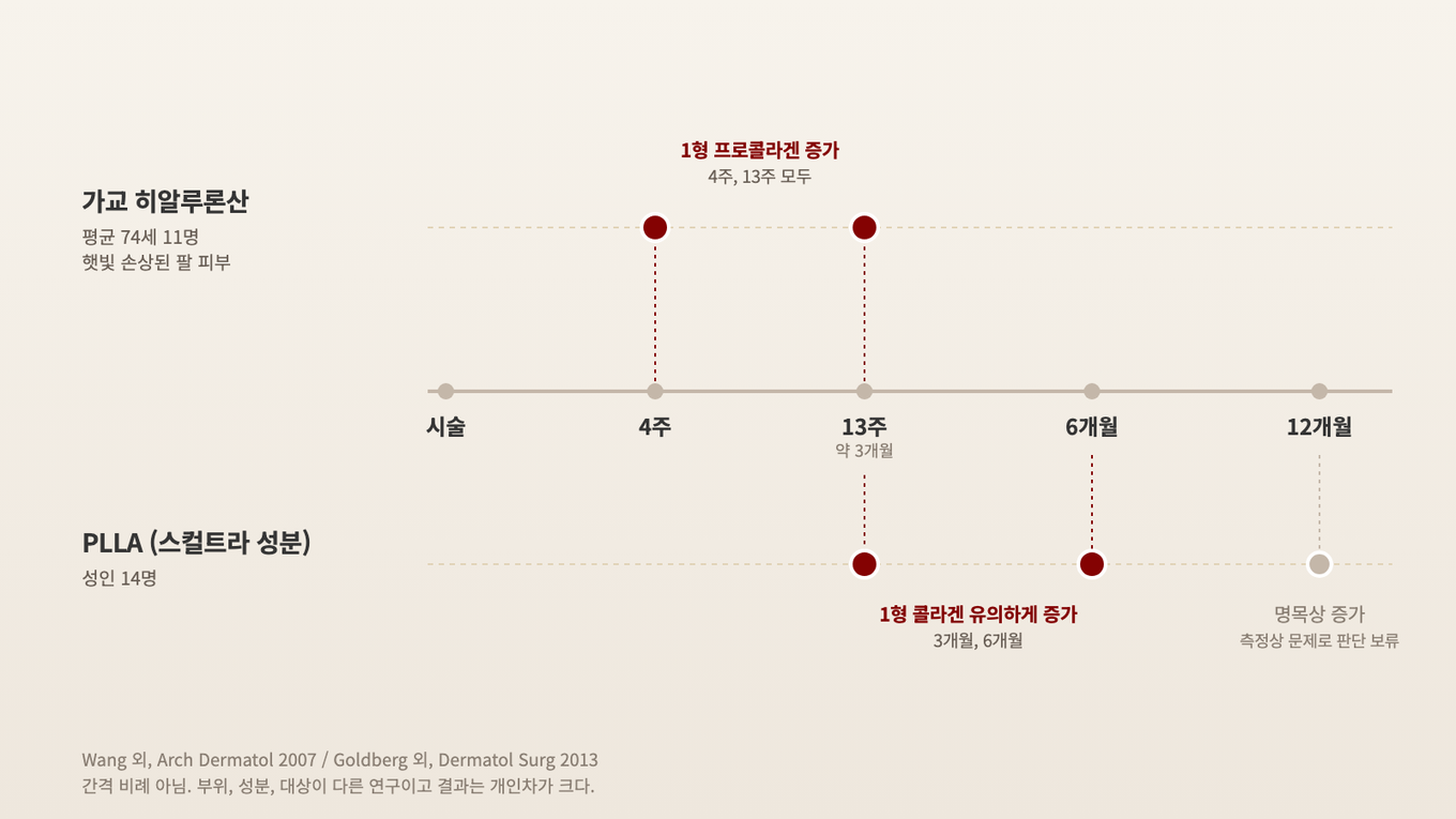가교 히알루론산 연구에선 4주와 13주째, PLLA 연구에선 3개월과 6개월째 1형 (프로)콜라겐 증가가 측정됐다