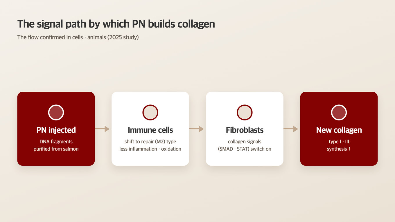Signal flow from PN injection to immune-cell conversion, fibroblast signaling, and new collagen production