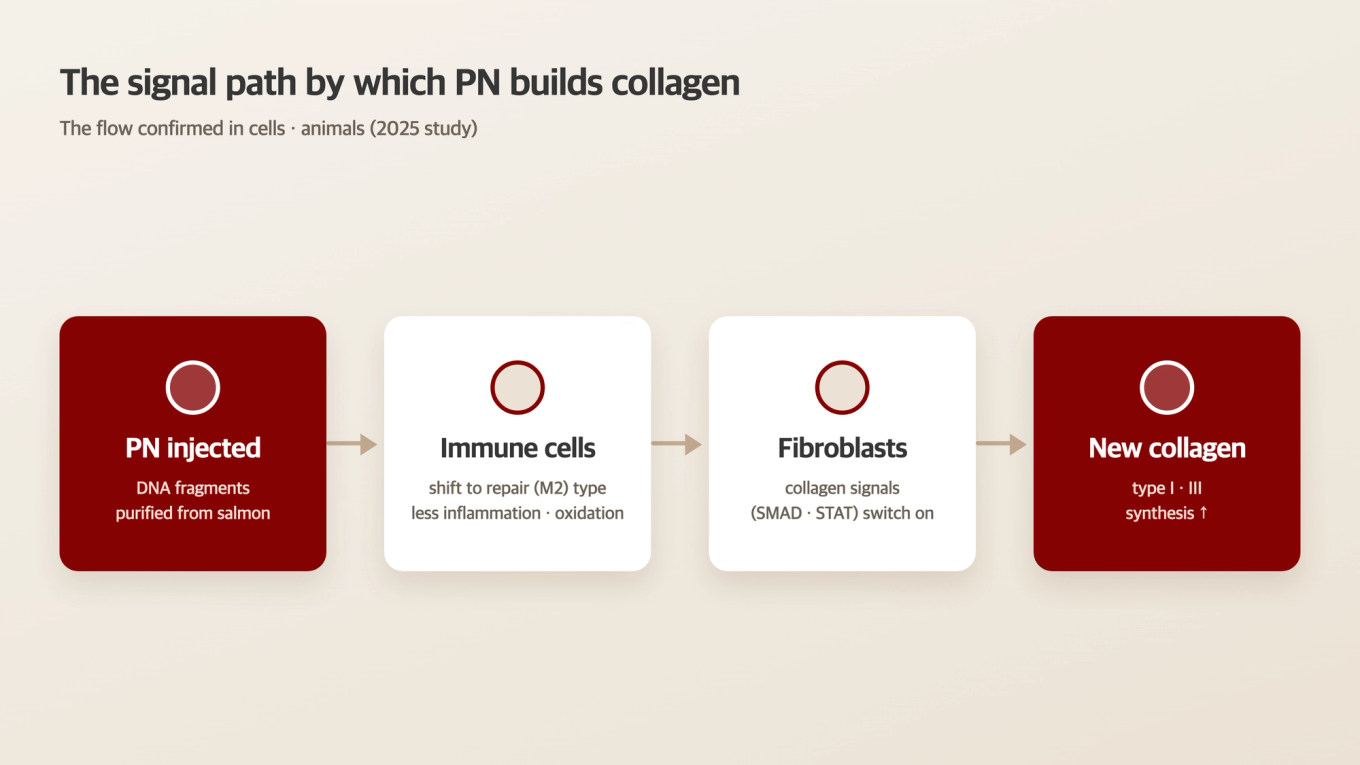Signal flow from PN injection to immune-cell conversion, fibroblast signaling, and new collagen production
