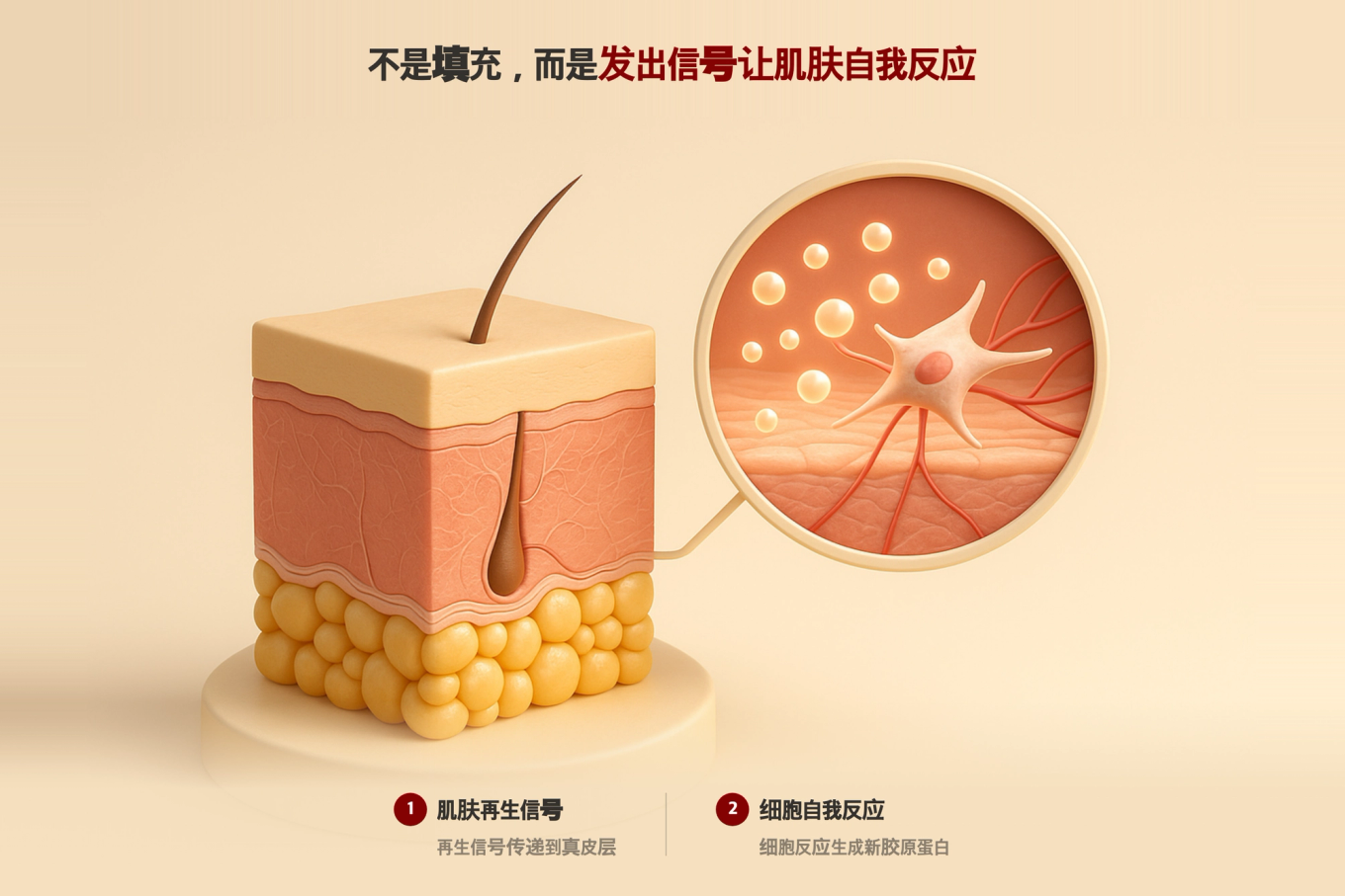 皮肤截面模型和放大圆圈显示再生信号传递到真皮，细胞反应生成胶原蛋白的机制的真实3D医学图示