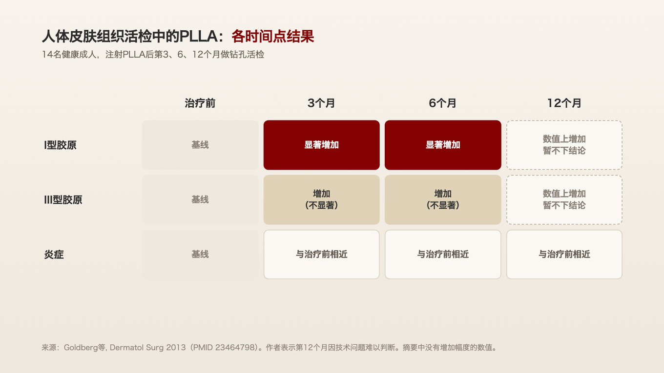 14名健康成人的组织活检中，I型胶原在第3个月和第6个月显著增加，第12个月暂不下结论，各时间点炎症均与治疗前相近