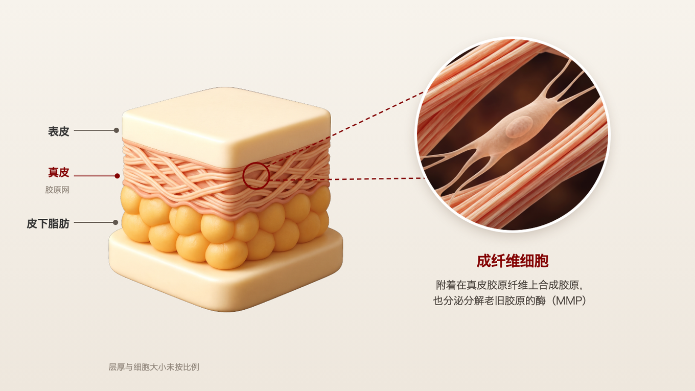 在真皮胶原网之间，成纤维细胞铺展附着在纤维上，合成胶原蛋白