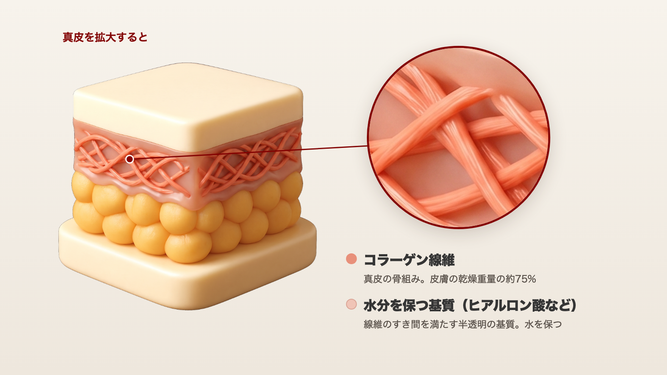 真皮を拡大すると、コラーゲン線維が網のように絡み合い、そのすき間を水分を含んだ基質が満たしている