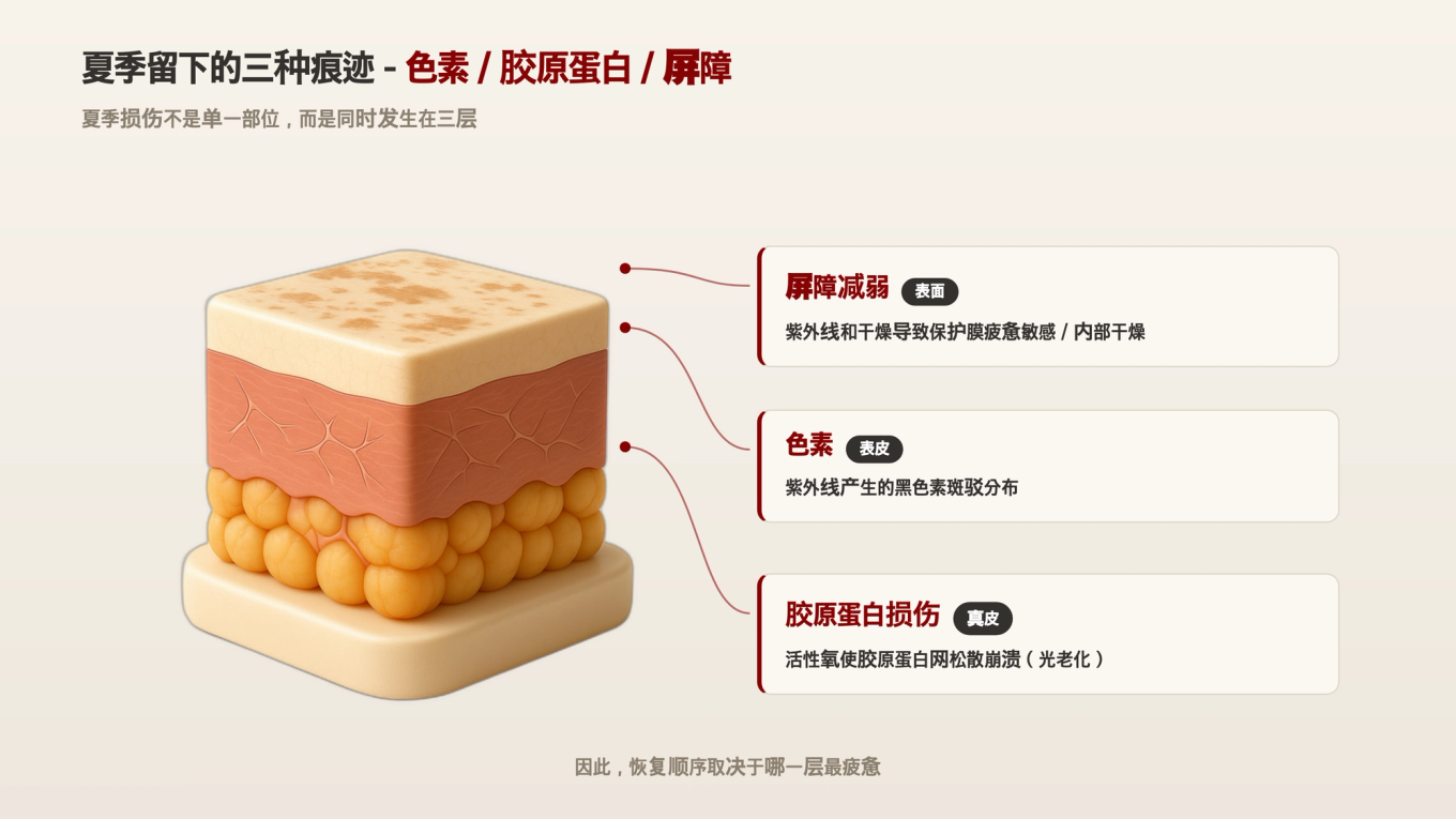 展示夏季紫外线损伤在色素（表皮）/胶原蛋白松弛（真皮）/屏障干燥三方面的皮肤剖面3D模型