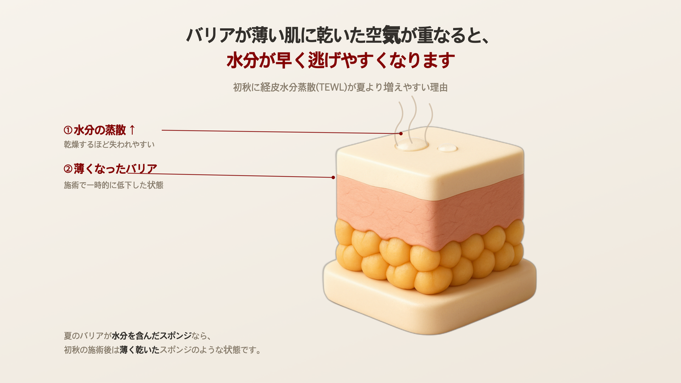 施術後、回復中の肌バリアが乾燥した空気により水分を奪われる仕組みを示す3D肌断面モデル