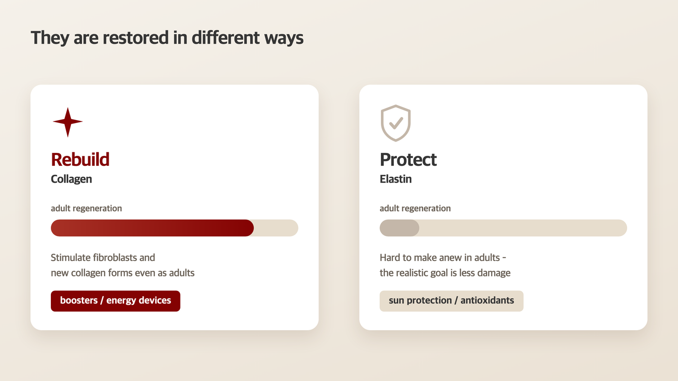 Comparison: Rebuilding Collagen vs. Protecting Elastin