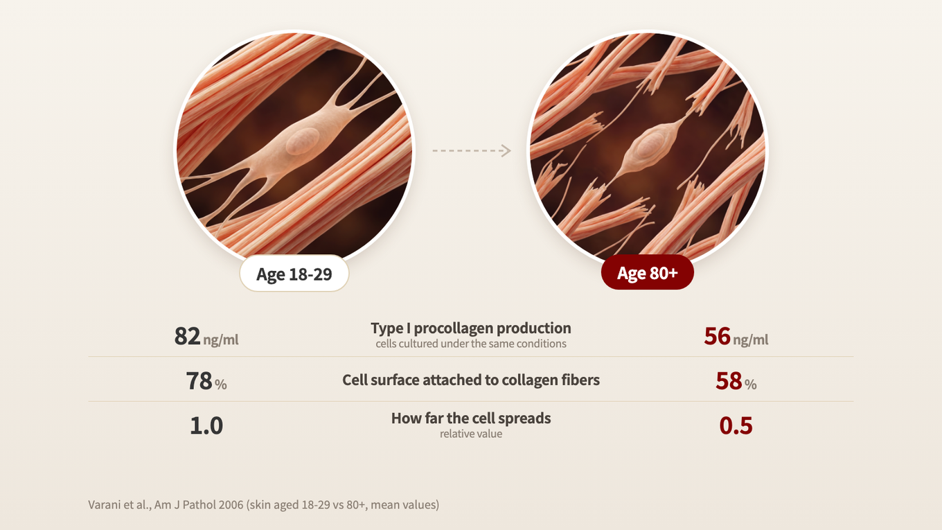 Fibroblasts in skin aged 18-29 are spread wide over taut collagen, while fibroblasts in skin aged 80 and over are small and shrunken among broken collagen