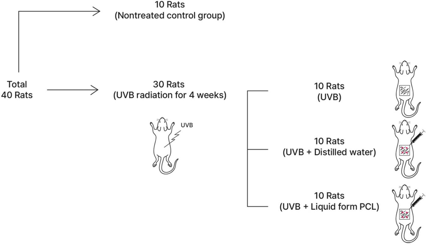 Study design diagram dividing 40 mice into a normal control group and three photoaged groups