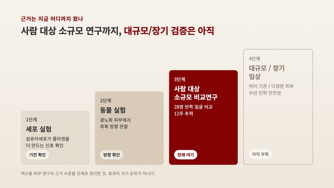 엑소좀 피부 연구의 근거 단계, 세포 실험과 동물 실험을 지나 사람 대상 소규모 비교연구까지 왔고 대규모 장기 임상은 아직 부족하다