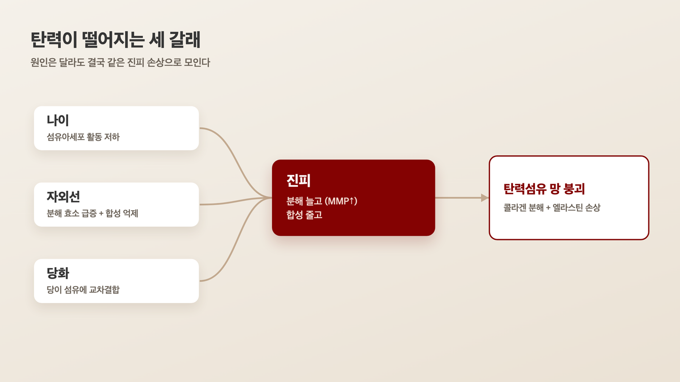 나이, 자외선, 당화가 진피에서 콜라겐을 분해하고 엘라스틴을 손상시키는 흐름