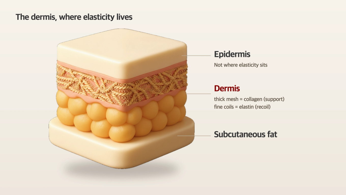 Collagen and Elastin Structure in the Dermis