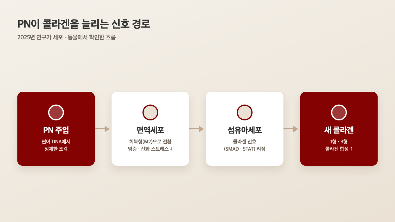 PN 주입에서 면역세포 전환, 섬유아세포 신호를 거쳐 새 콜라겐이 만들어지기까지의 신호 흐름