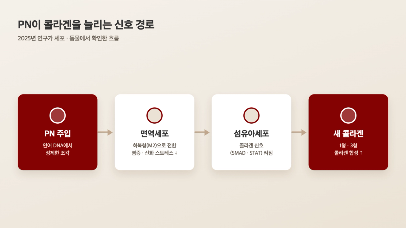 PN 주입에서 면역세포 전환, 섬유아세포 신호를 거쳐 새 콜라겐이 만들어지기까지의 신호 흐름