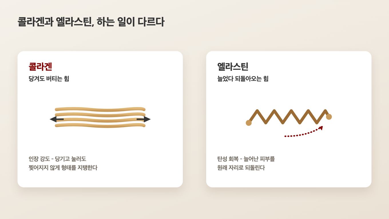 피부를 당길 때 버티는 콜라겐과, 늘어난 뒤 제자리로 되돌리는 엘라스틴의 역할 차이