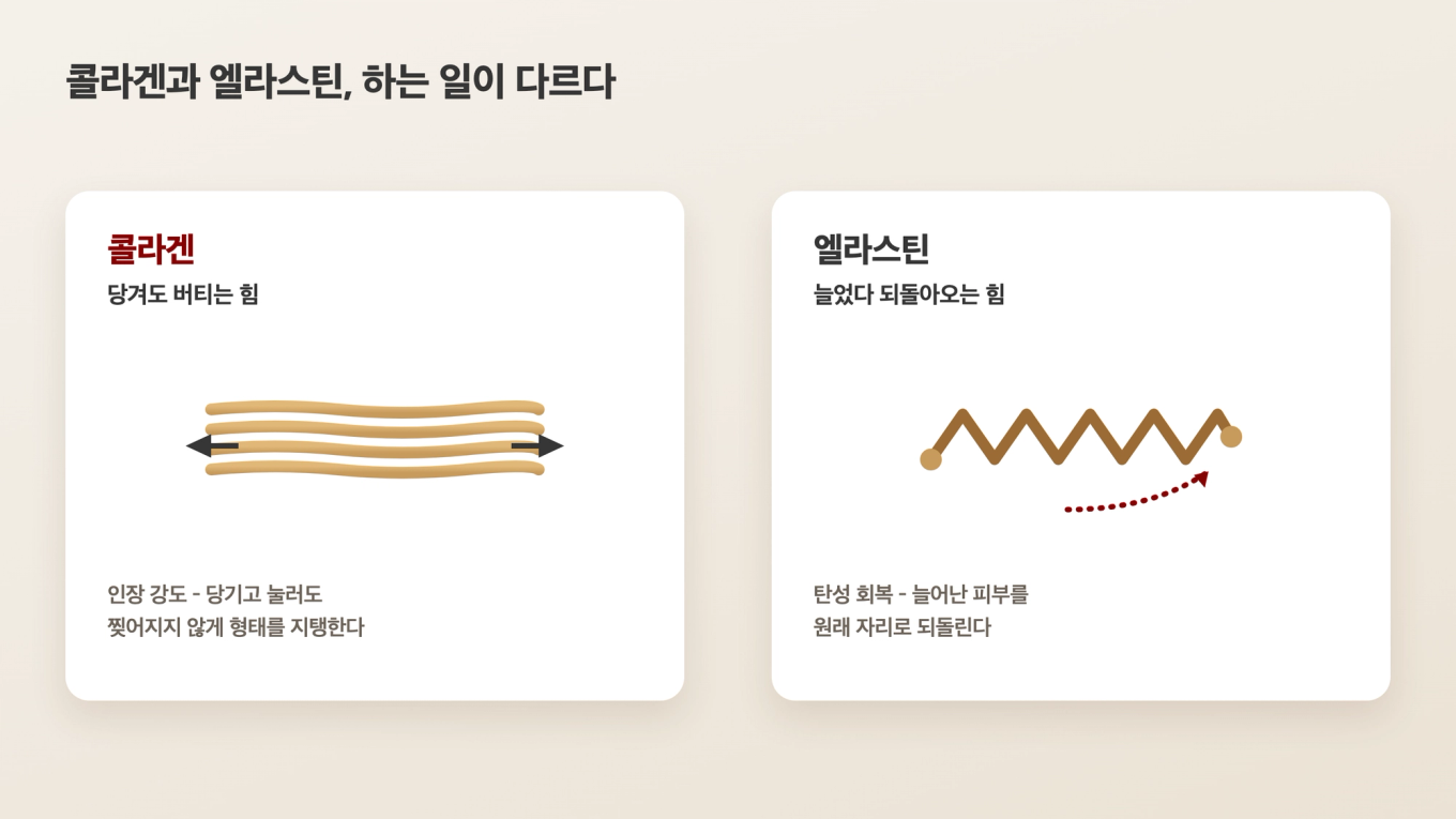 피부를 당길 때 버티는 콜라겐과, 늘어난 뒤 제자리로 되돌리는 엘라스틴의 역할 차이