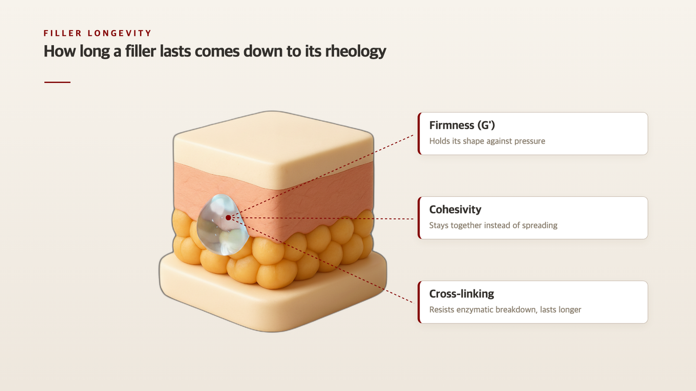 Diagram illustrating how the properties of hyaluronic acid fillers influence longevity in a 3D skin cross-section model